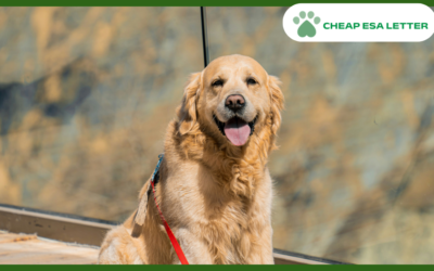 Missouri Emotional Support Animal Laws