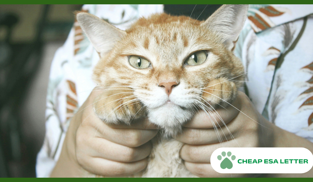 New Hampshire Emotional Support Animal Laws