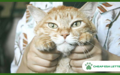 New Hampshire Emotional Support Animal Laws