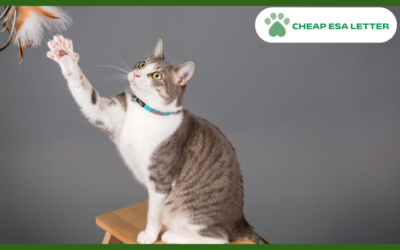 New Jersey Emotional Support Animal Laws