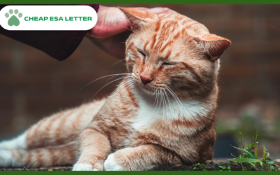 New Mexico Emotional Support Animal Laws