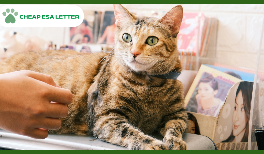 New York Emotional Support Animal Laws
