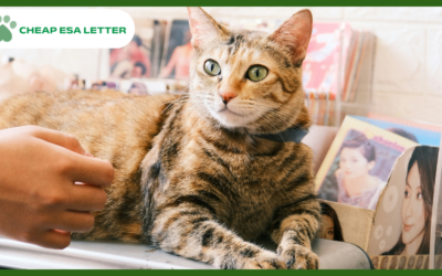 New York Emotional Support Animal Laws