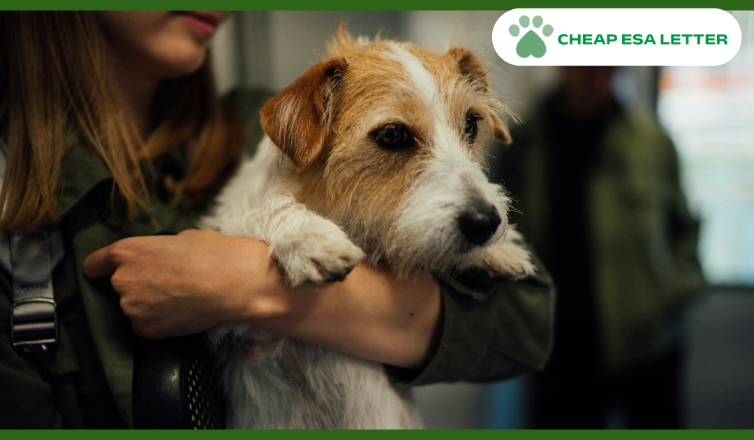 Ohio Emotional Support Animal Laws