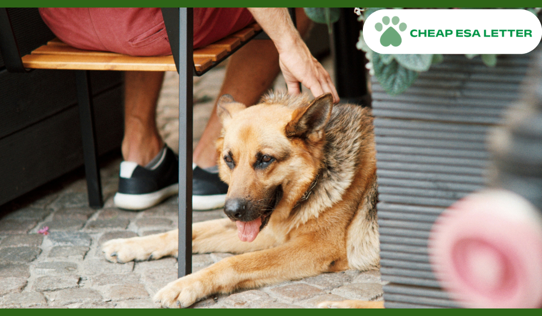 Pennsylvania Emotional Support Animal Laws