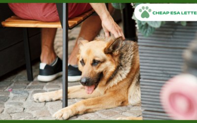 Pennsylvania Emotional Support Animal Laws