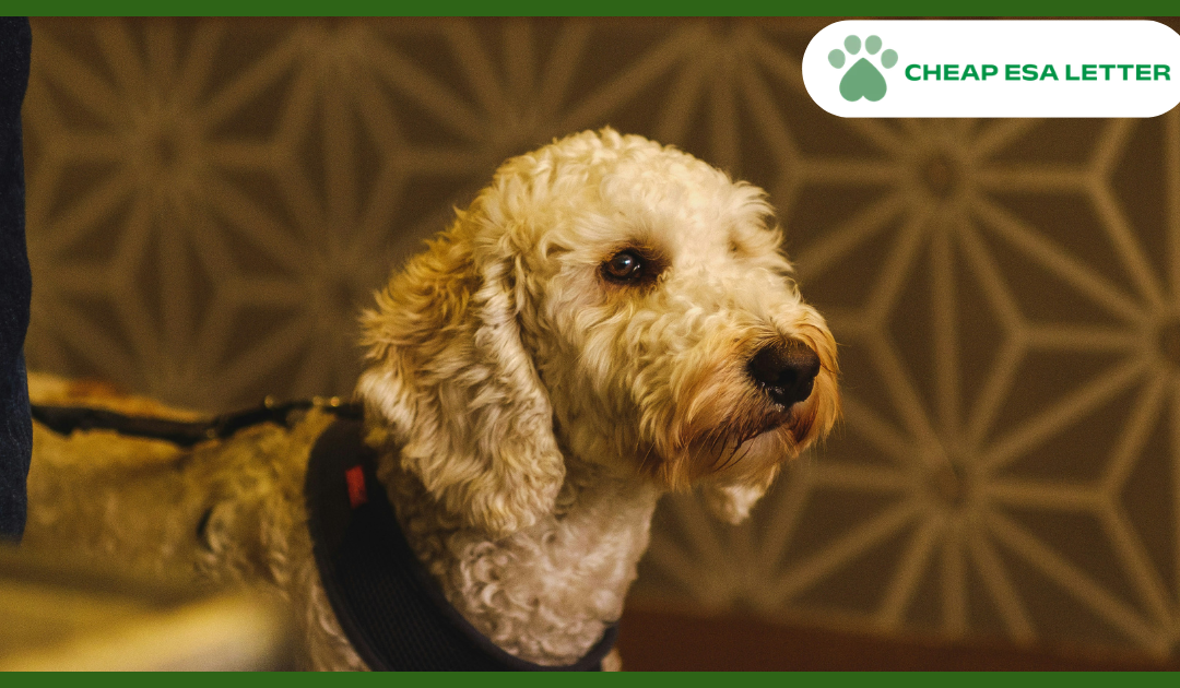 Rhode Island Emotional Support Animal Laws