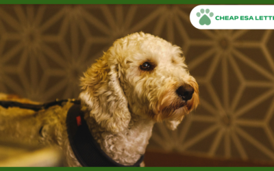Rhode Island Emotional Support Animal Laws