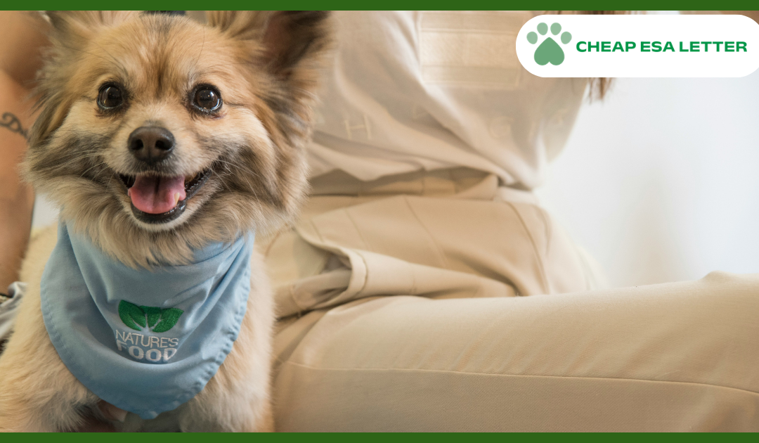 Tennessee Emotional Support Animal Laws