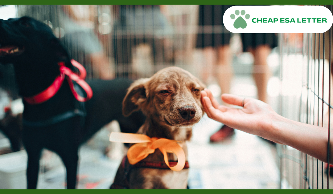 Texas Emotional Support Animal Laws