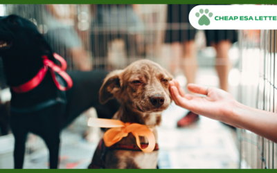 Texas Emotional Support Animal Laws