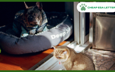 Utah Emotional Support Animal Laws