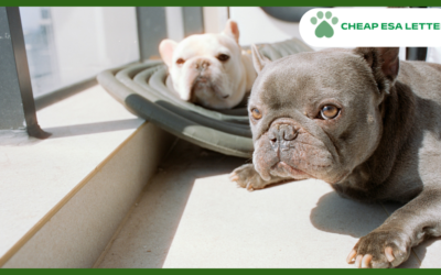 Vermont Emotional Support Animal Laws