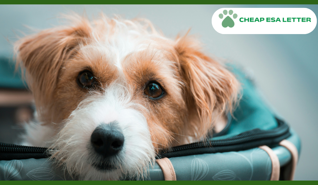Virginia Emotional Support Animal Laws