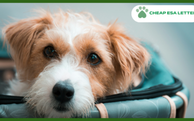 Virginia Emotional Support Animal Laws