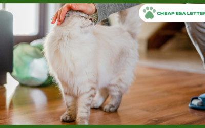 Washington Emotional Support Animal Laws