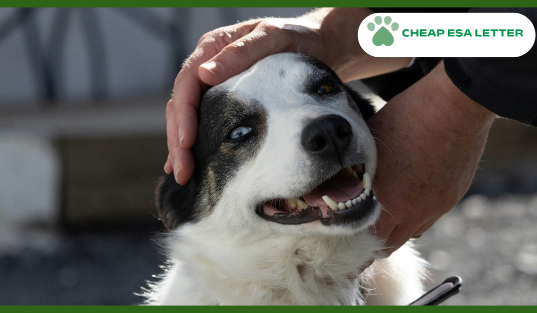West Virginia Emotional Support Animal Laws