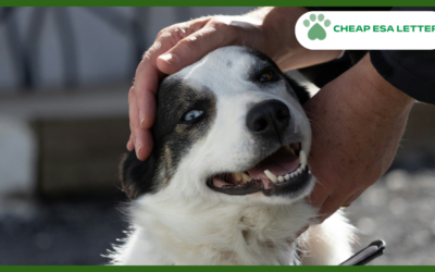 West Virginia Emotional Support Animal Laws