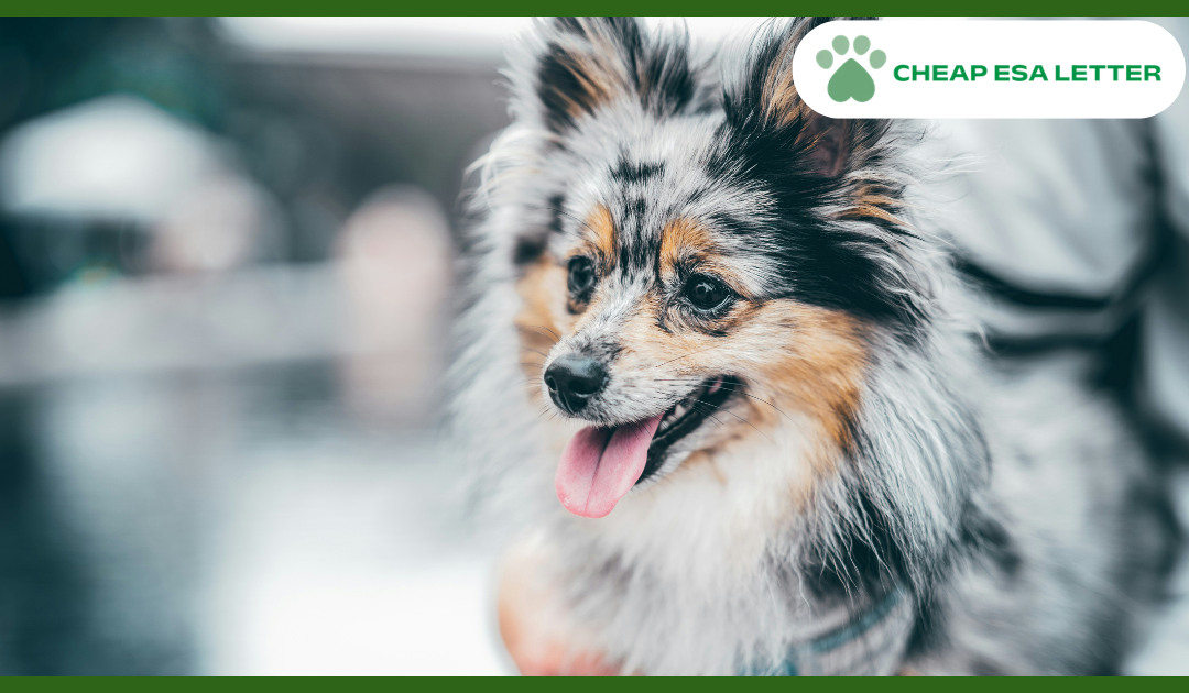 Wyoming Emotional Support Animal Laws