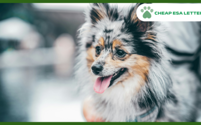 Wyoming Emotional Support Animal Laws